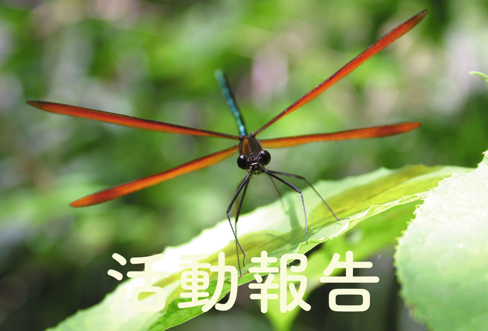 活動報告