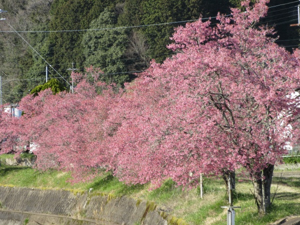 大山川沿いでオカメ桜満開