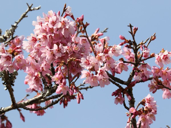大山川沿いのおかめ桜